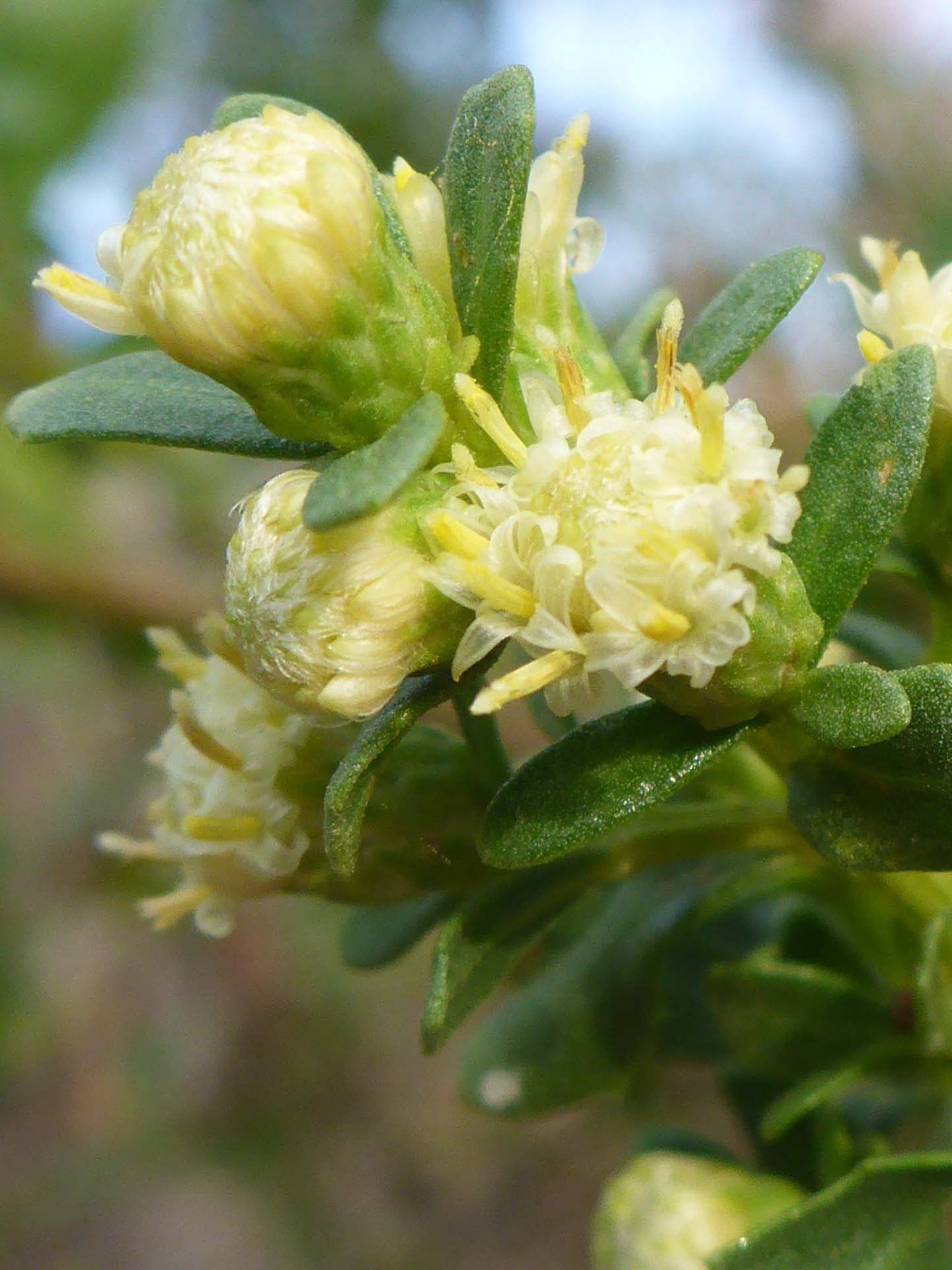 Coyote brush close-up. D. Burk.