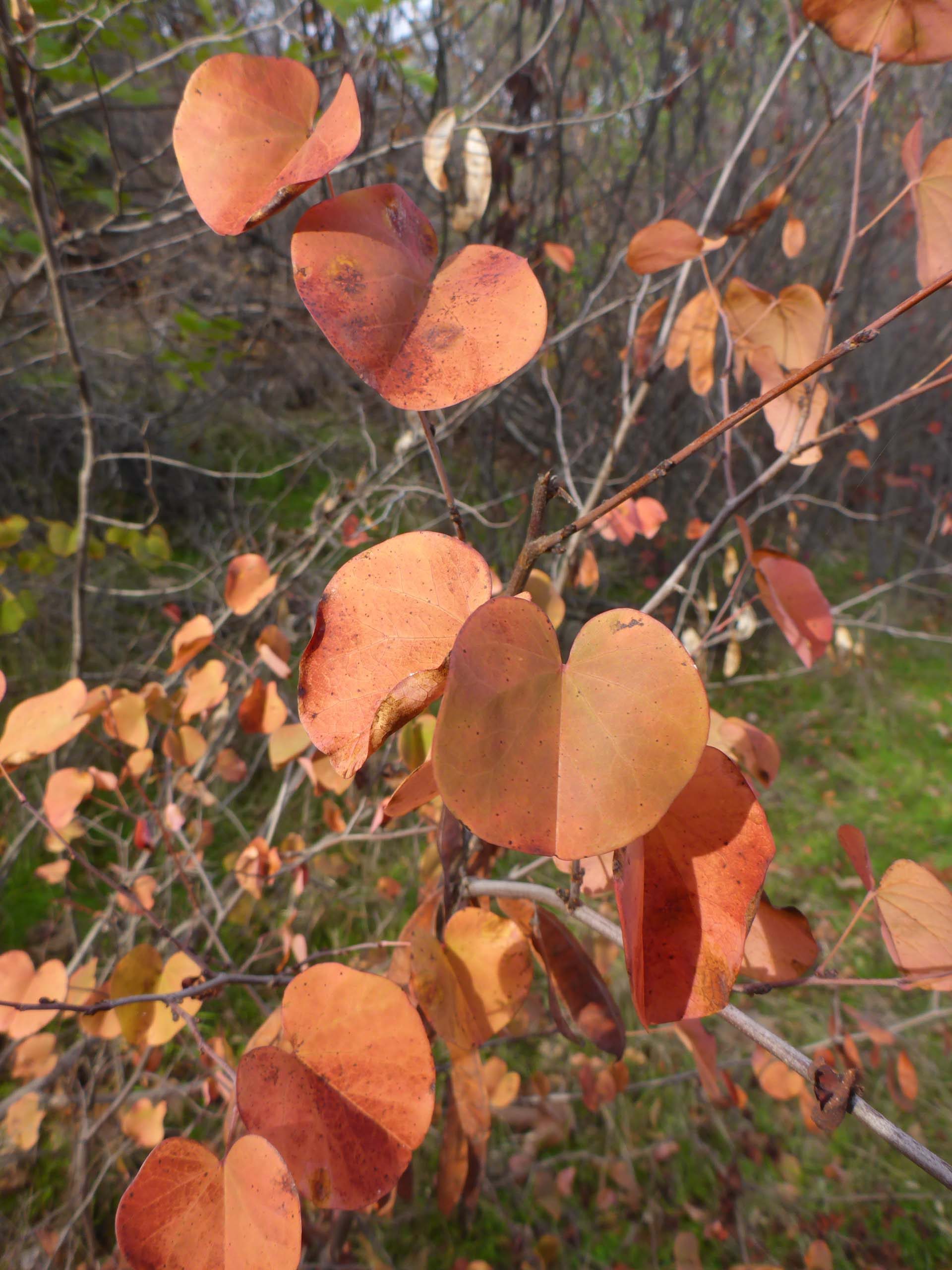 Redbud. D. Burk.