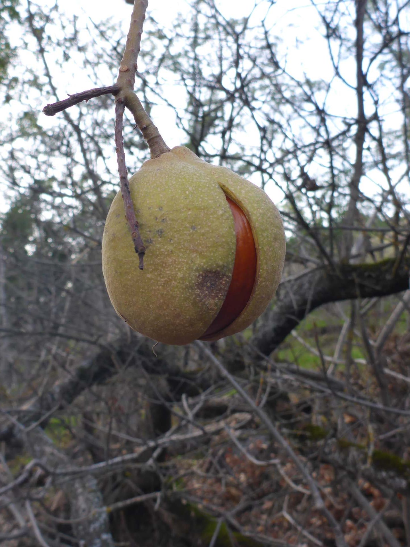 California buckeye fruit. D. Burk.