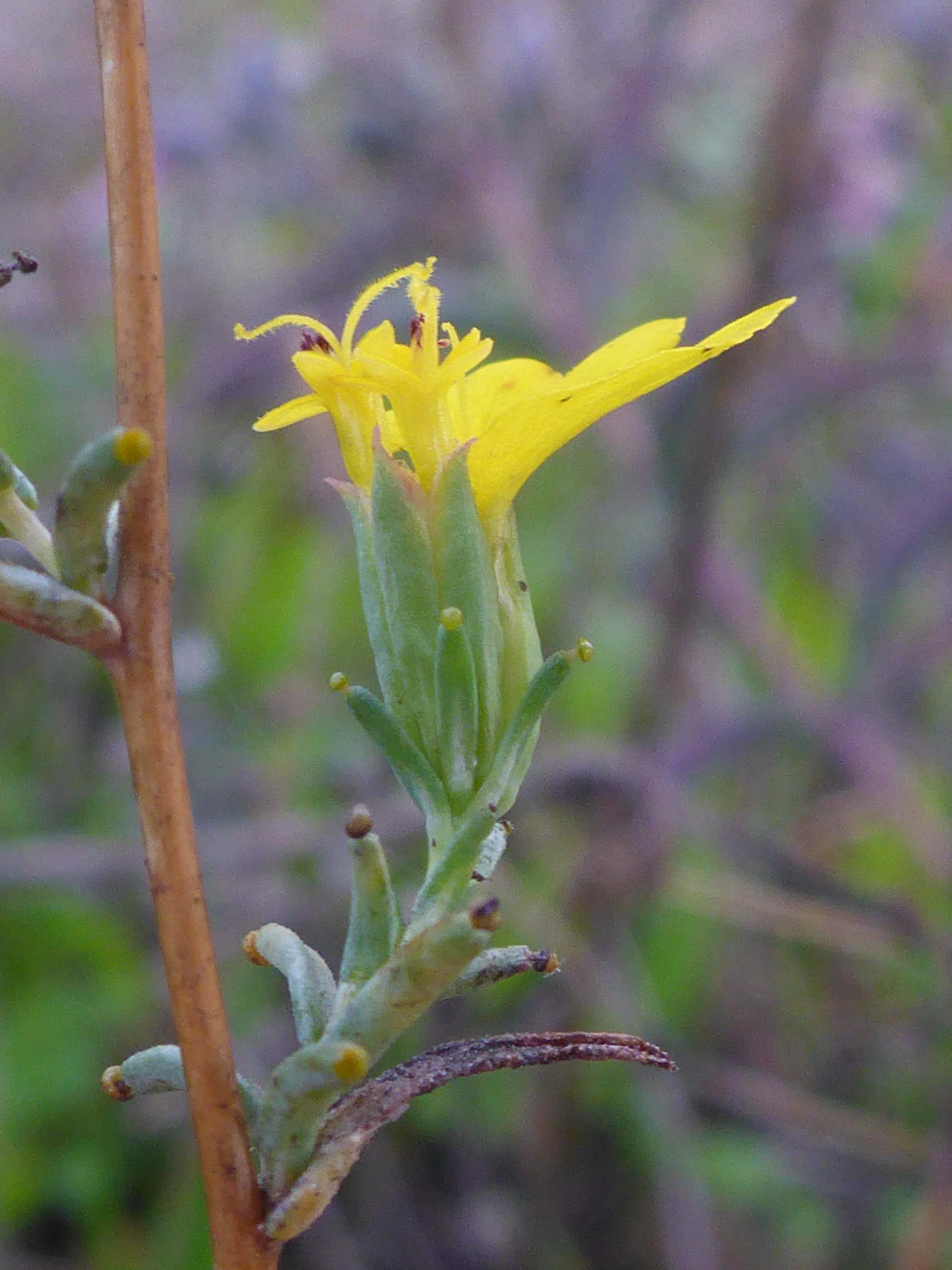 Rosin weed close-up. D. Burk.