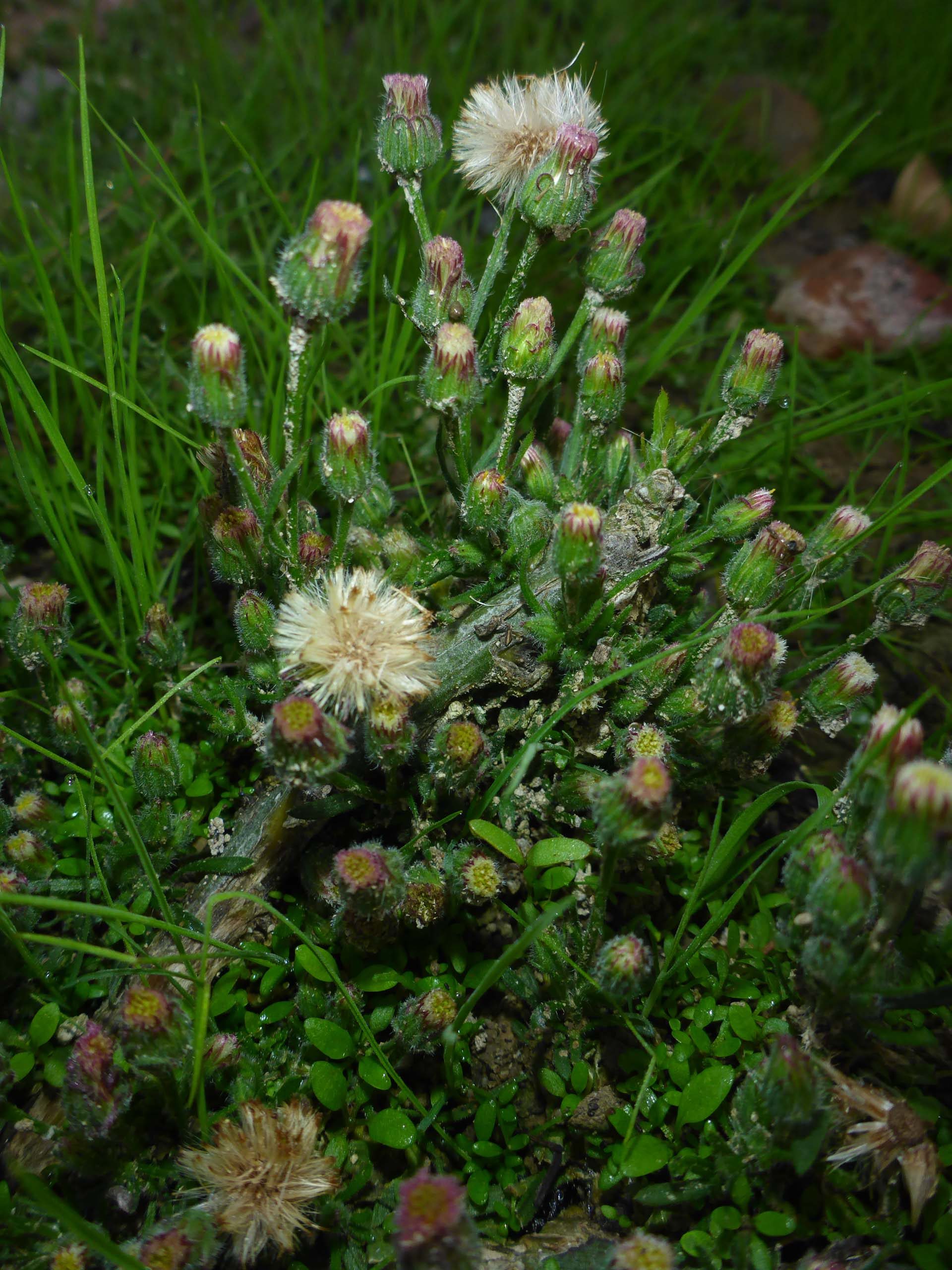 Probably South American horseweed. D. Burk