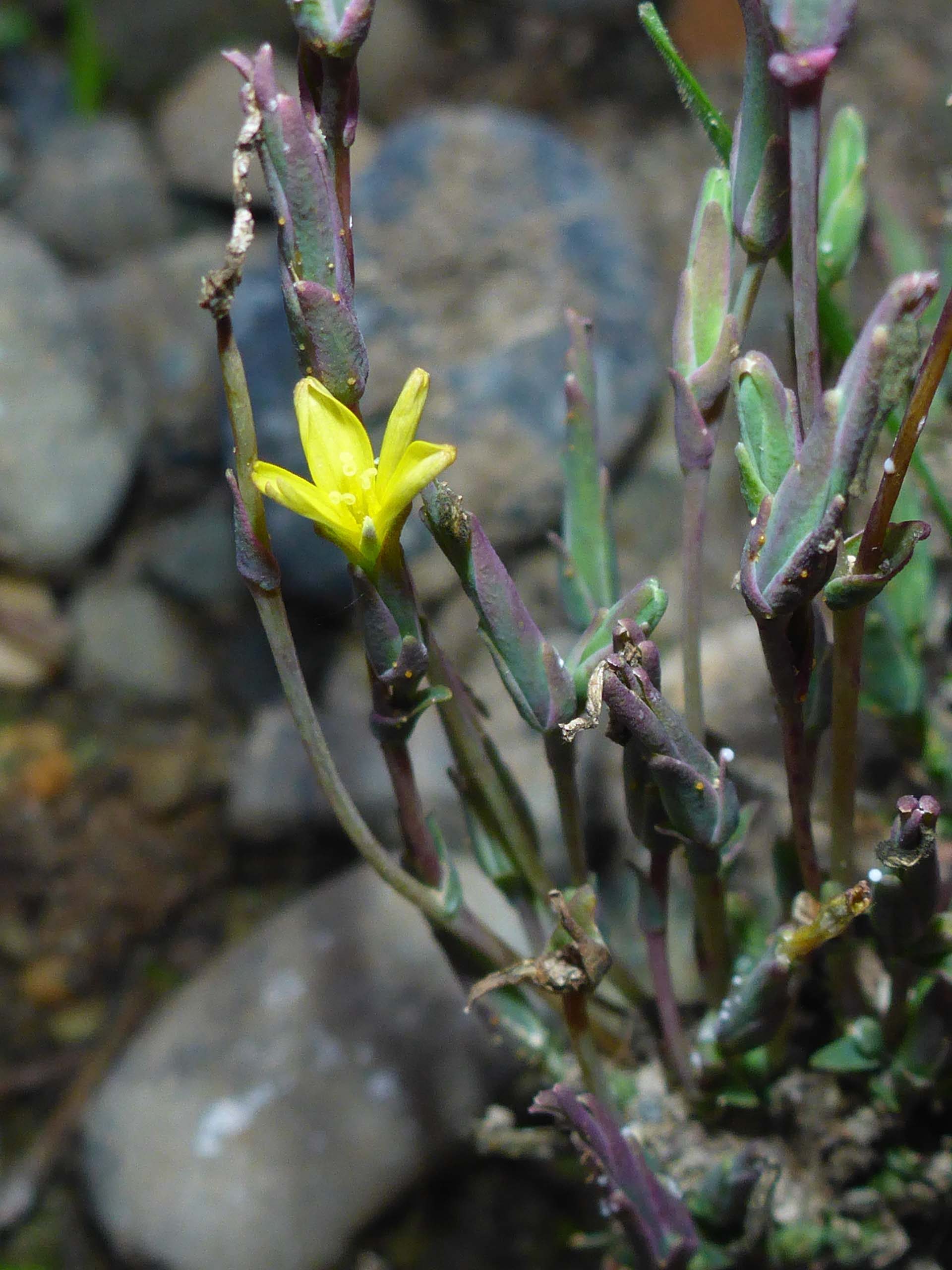 Wild lettuce. D. Burk,