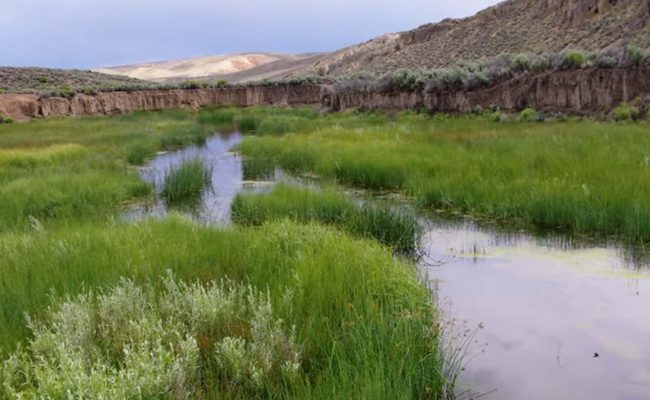 Dixie Creek. Little Wild.