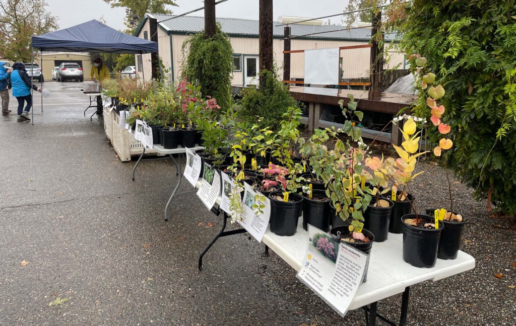 Fall 2021 plant sale. J. Hernandez.