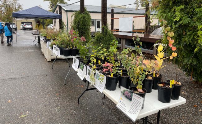 Fall 2021 plant sale. J. Hernández.