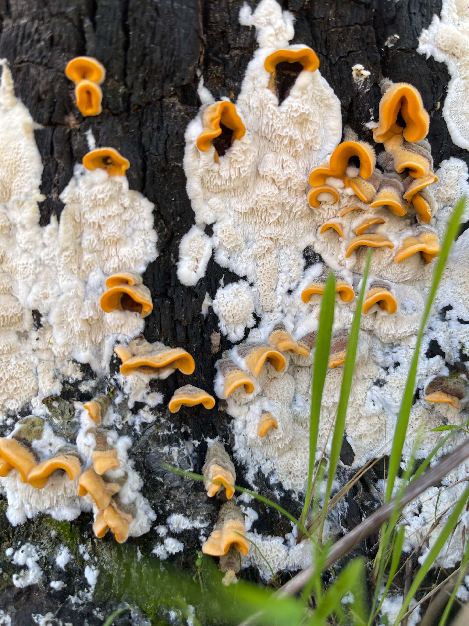 Unknown fungus. C. Harvey.
