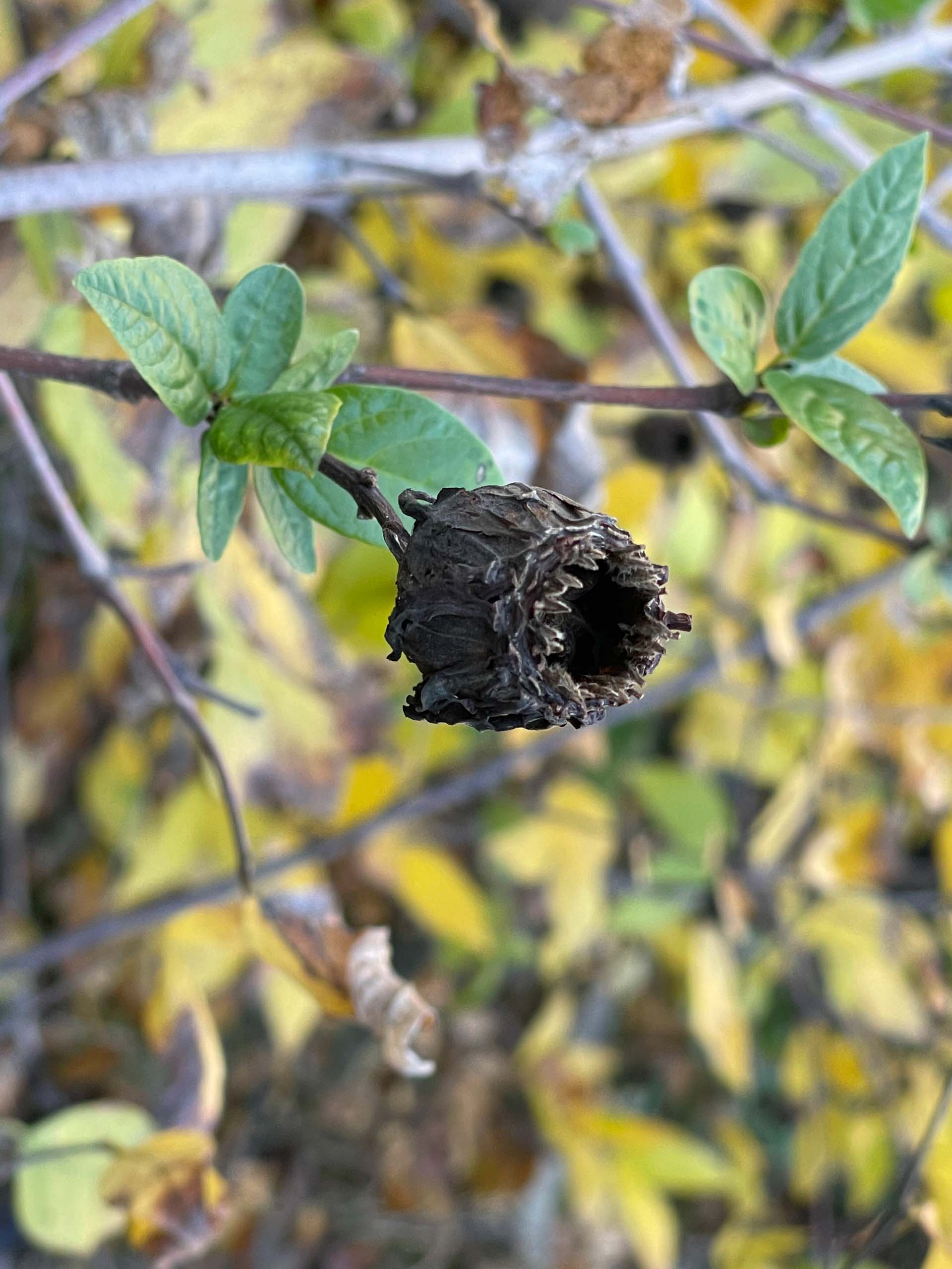 California spicebush seedpod. C. Harvey.