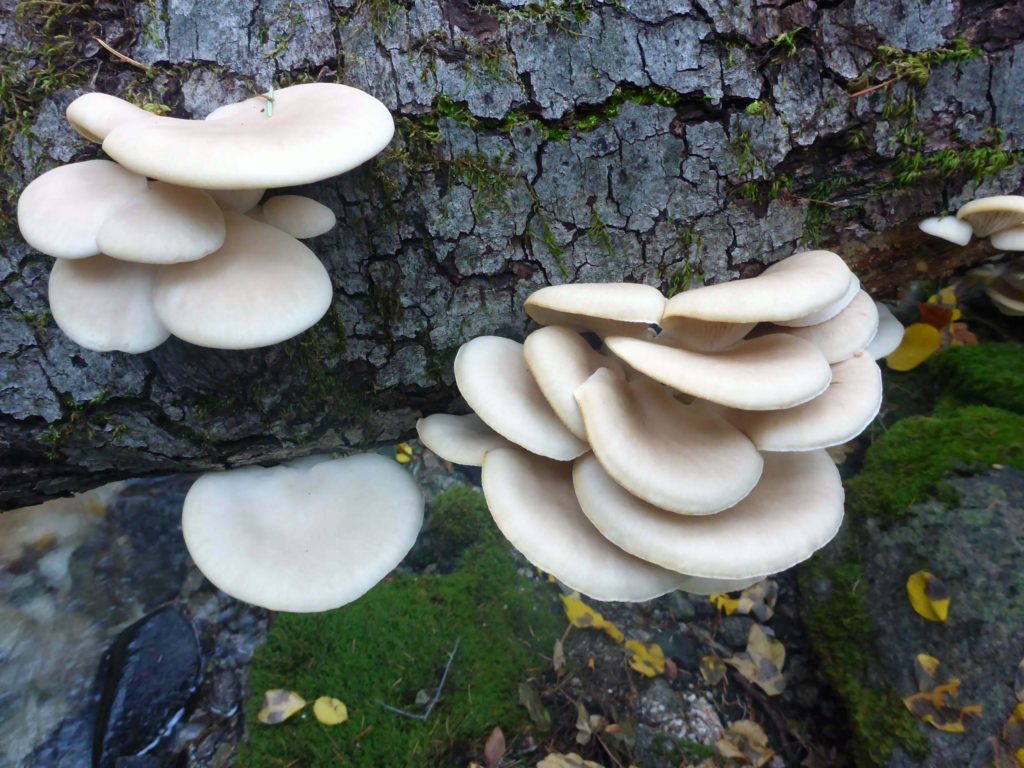 Unknown fungi. D. Burk.
