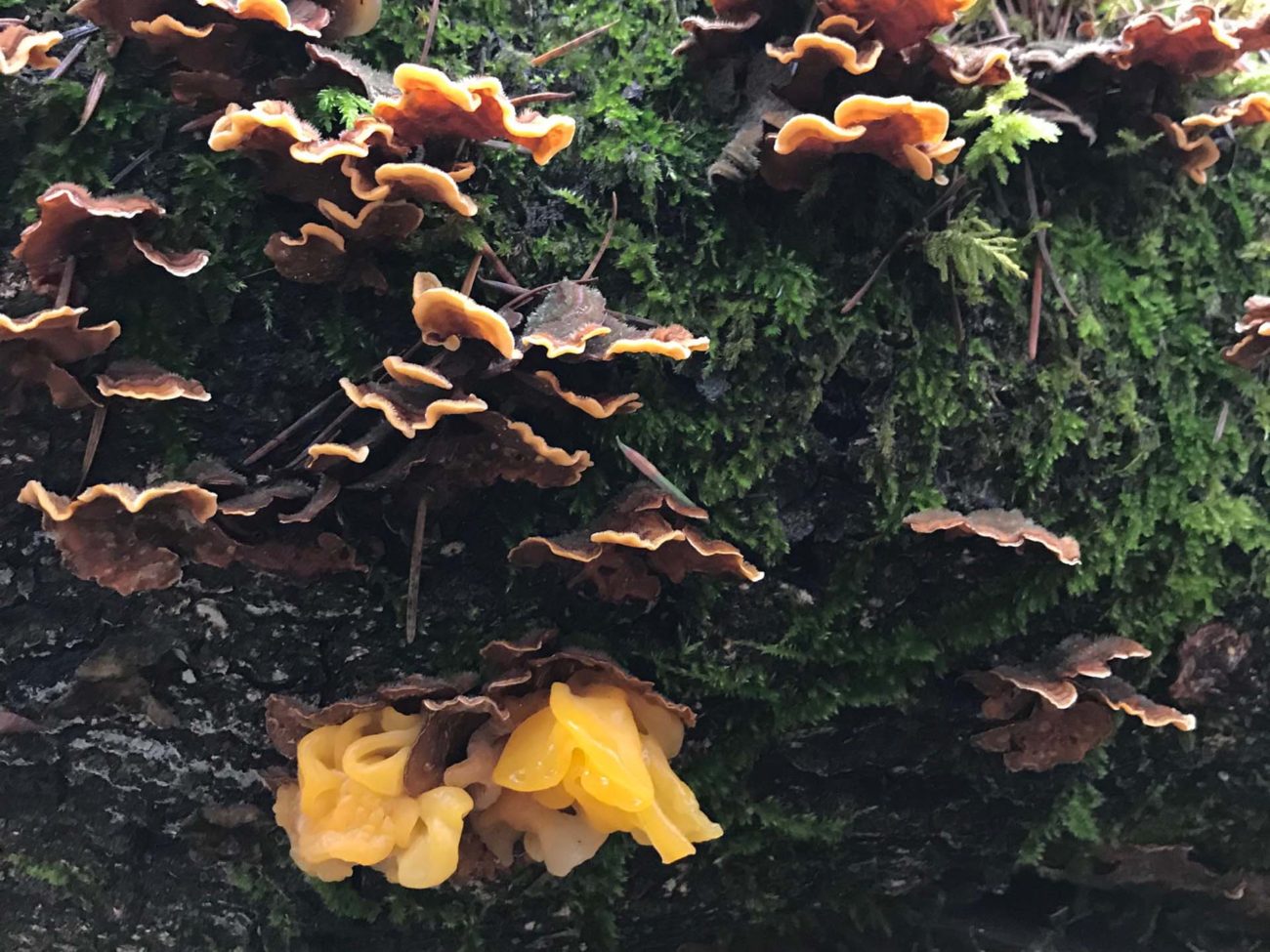 Jelly fungus on parchment fungus. S. Libonati-Barnes.