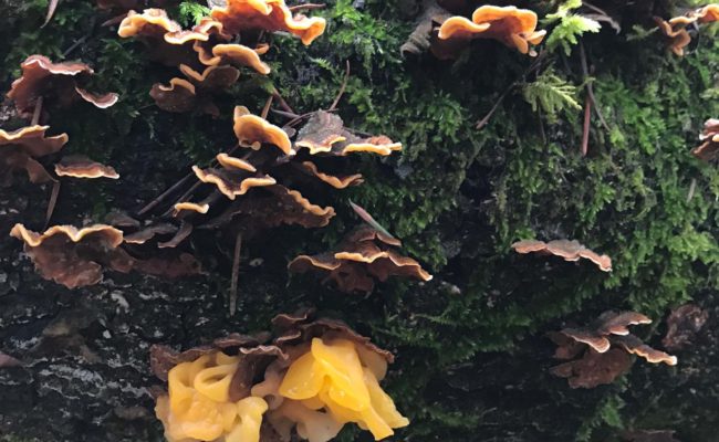 Jelly fungus on parchment fungus. S. Libonati-Barnes.