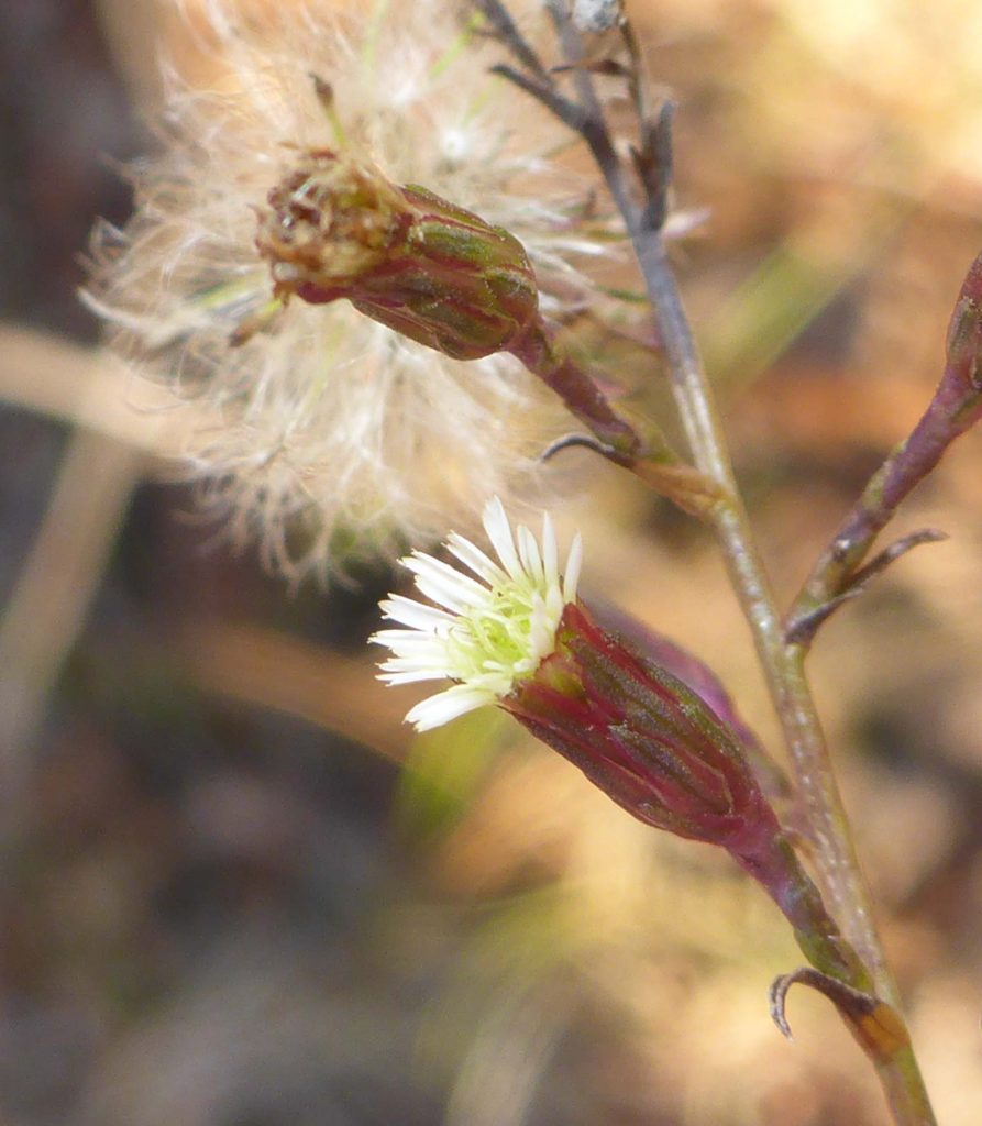 Canada horseweed. D. Burk.