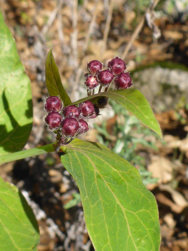 Purple milkweed in bud. D. Burk,