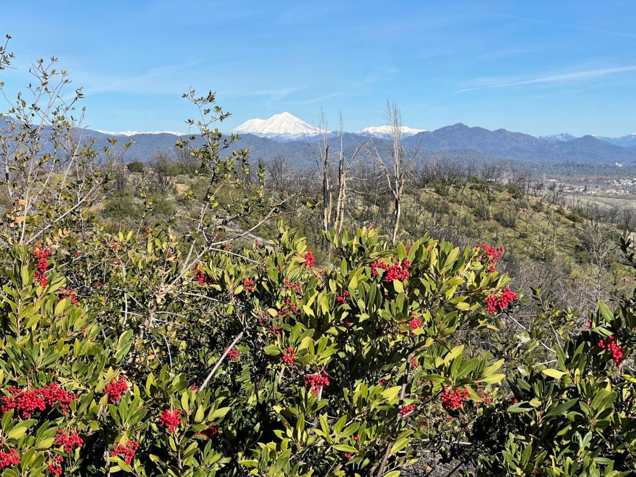 View of Mt Shasta from Westdise trail; toyon in foreground. J. Hernández.