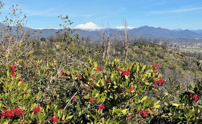 View of Mt Shasta from Westdise trail; toyon in foreground. J. Hernández.