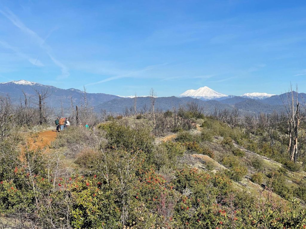 Carr Fire-burned lanscape on Westside Trail; view of Mt. Shasta. J. Hernández.