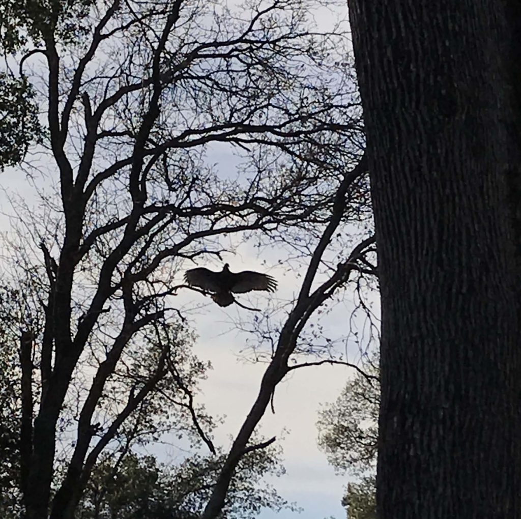 Turkey vulture. S. Libonati-Barnes.