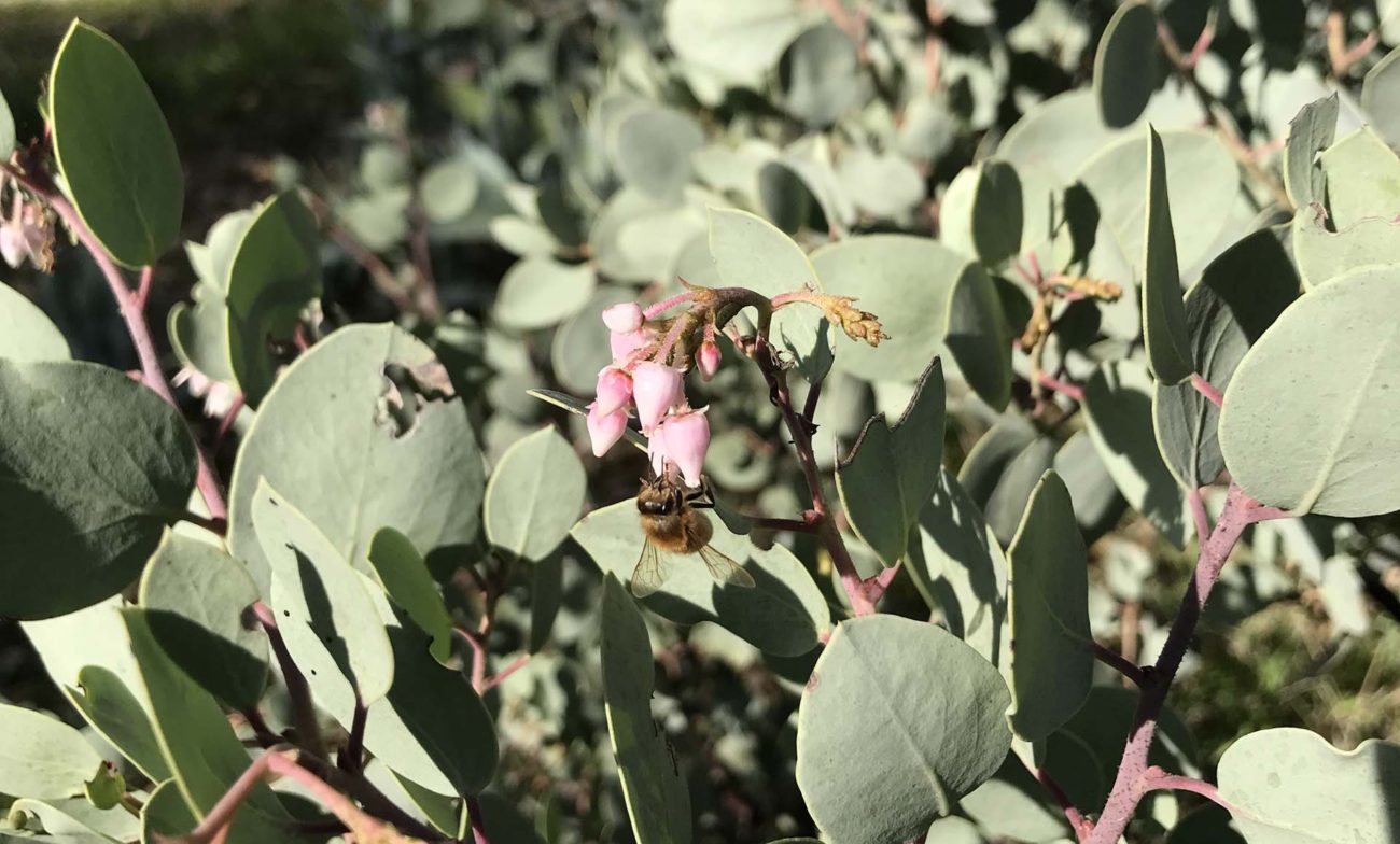 Bee on whiteleaf manzanita. S. Libonati-Barnes.