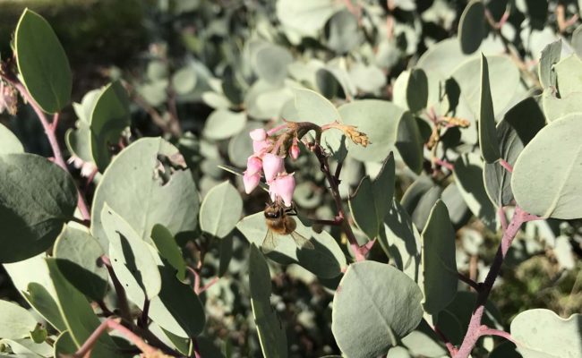 Bee on whiteleaf manzanita. S. Libonati-Barnes.