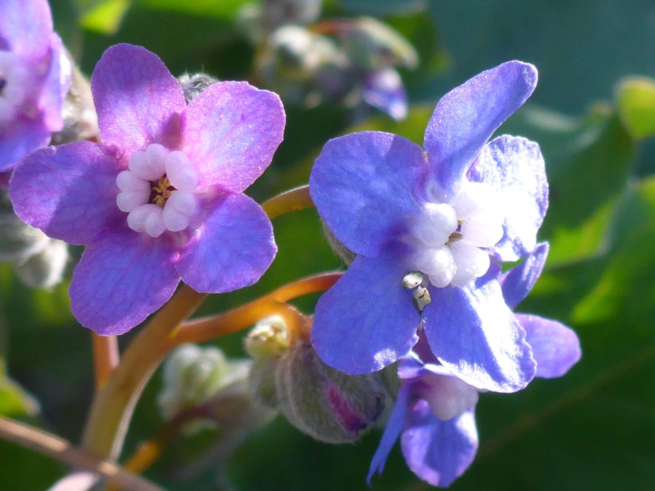Pacific hound's-tongue close-up. D. Burk.