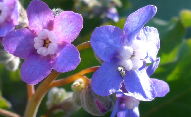 Pacific hound's-tongue close-up. D. Burk.