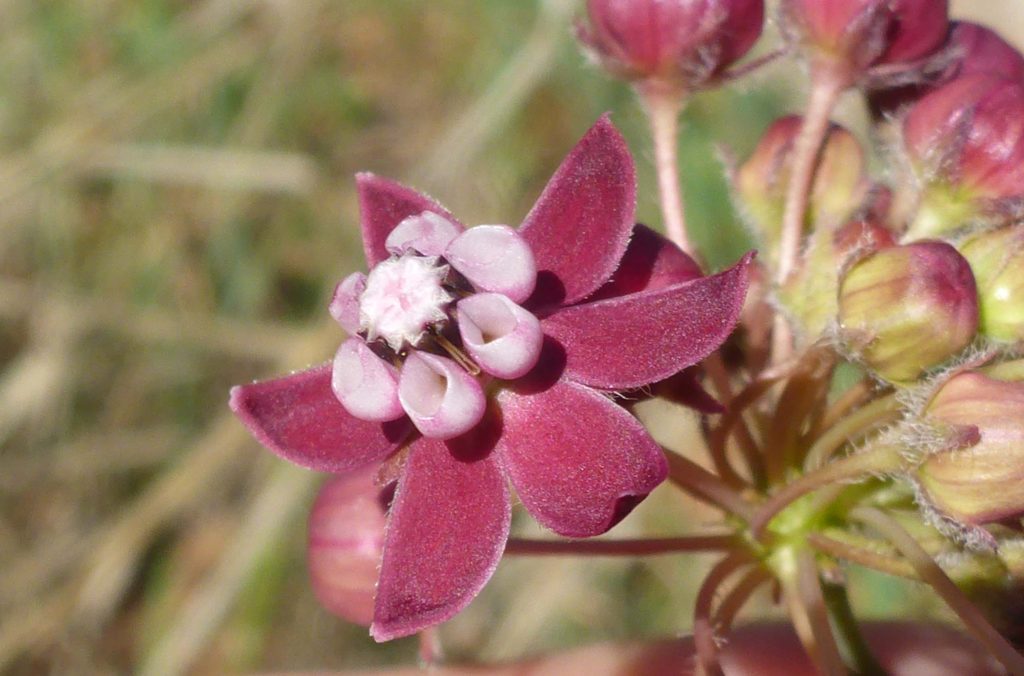 Purple milkweed. D, Burk.