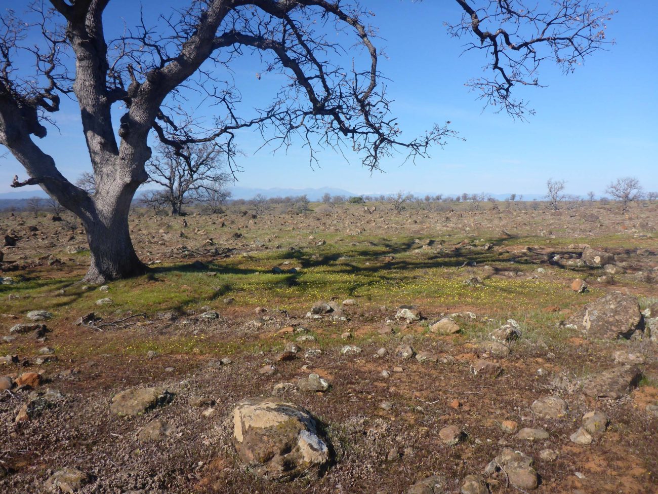 Hog Lake Plateau, gold fields, and blue oak. D. Burk.