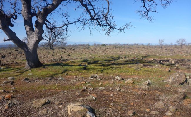 Hog Lake Plateau, gold fields, and blue oak. D. Burk.