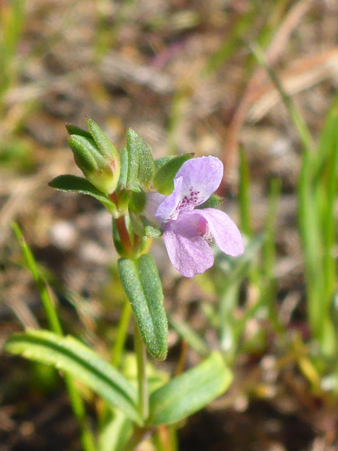 Few-flowered colinsia. D. Burk.