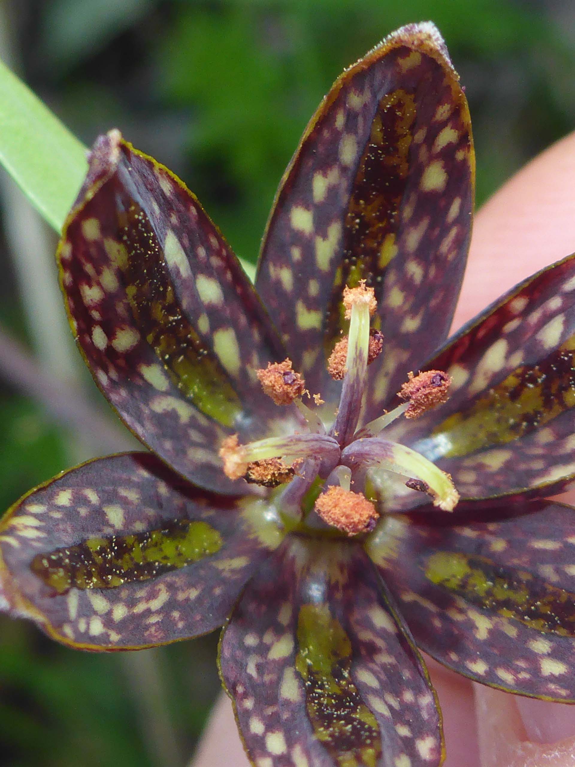 Checkered fritillary close-up. D. Burk.