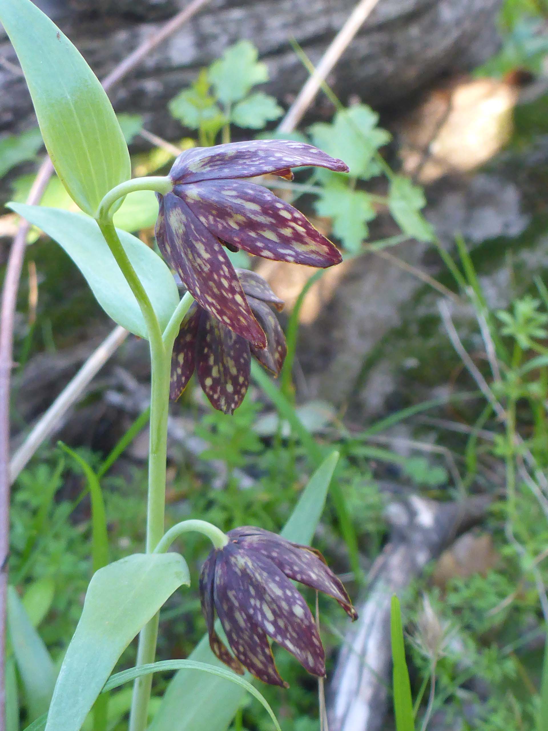 Checkered fritillary. D. Burk.