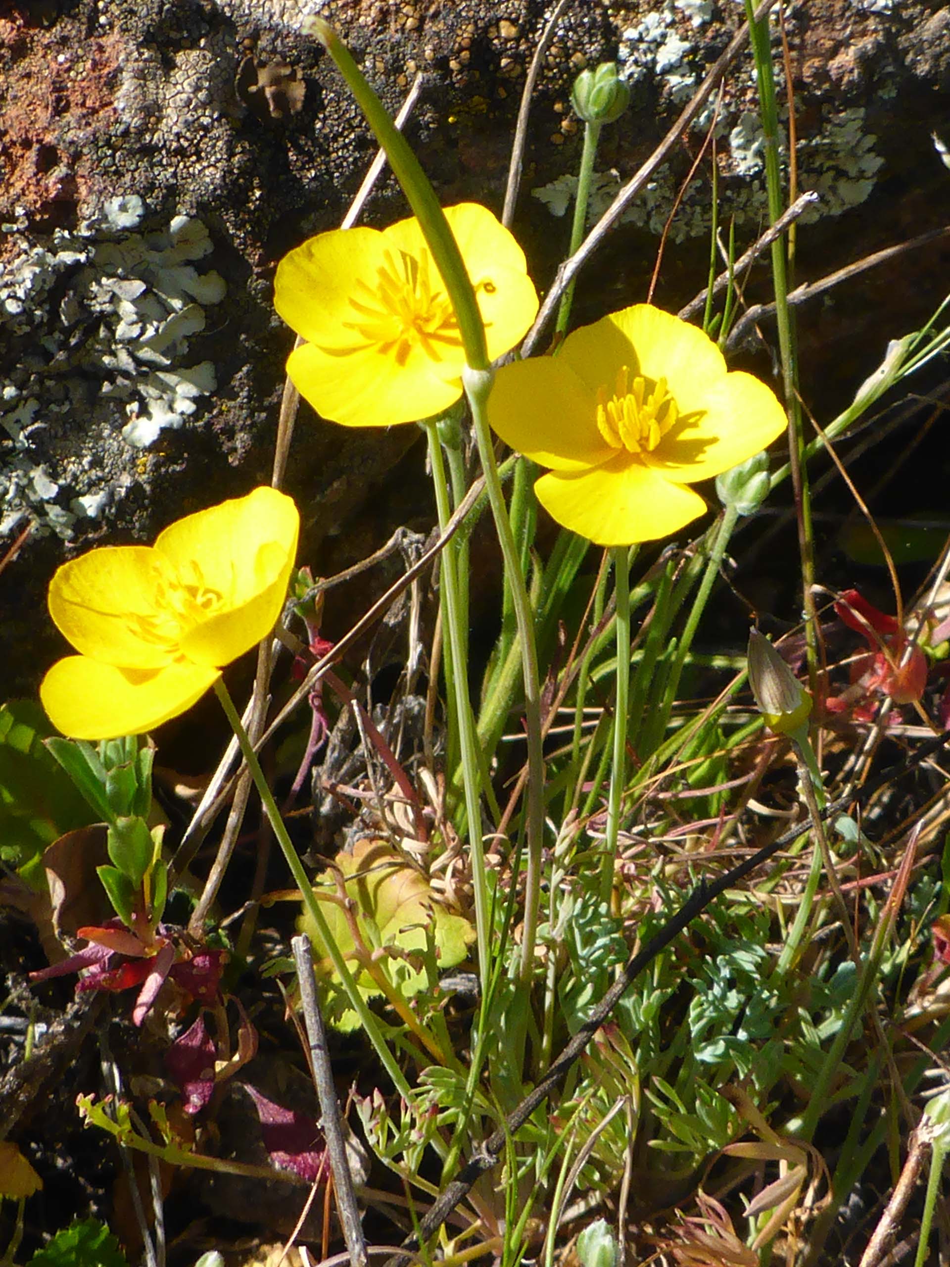 Frying-pan poppy. D. Burk.