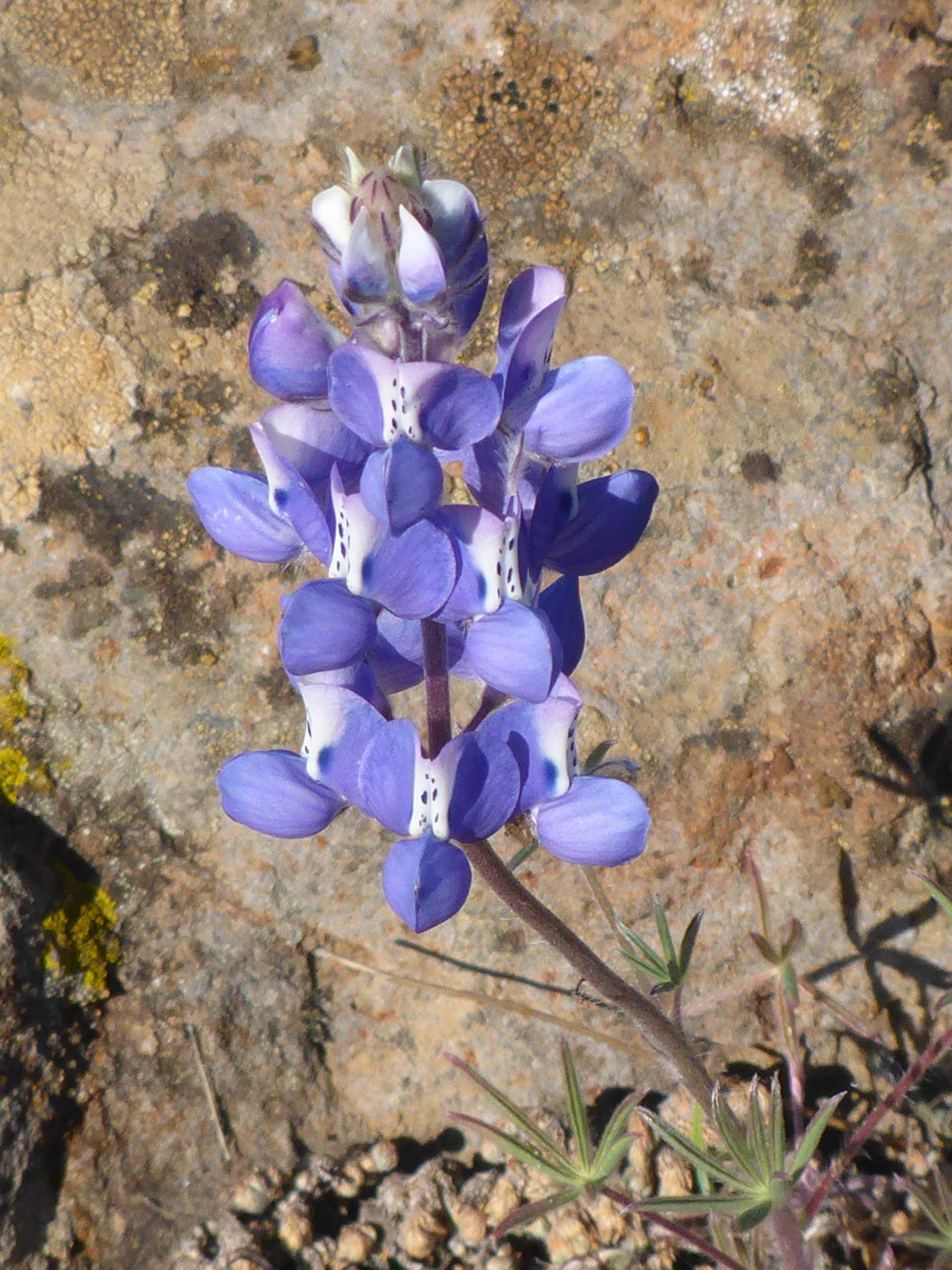 Valley sky lupine. D. Burk.