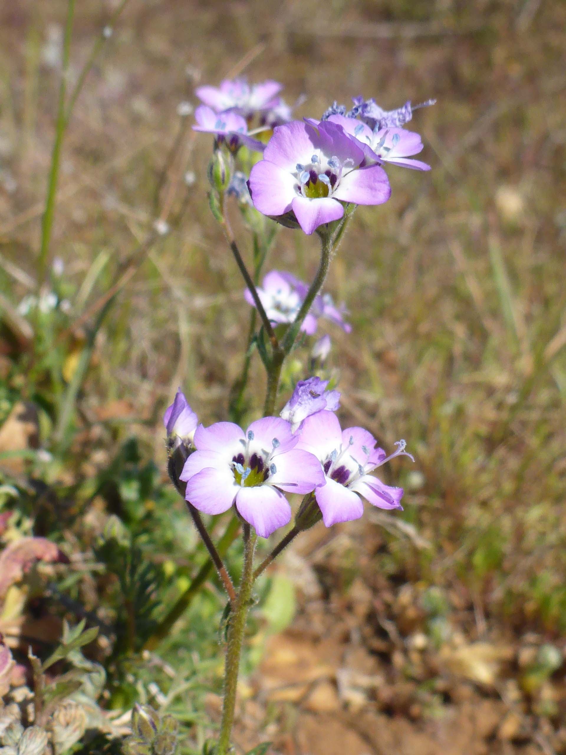 Bird's-eye gilia. D. Burk.