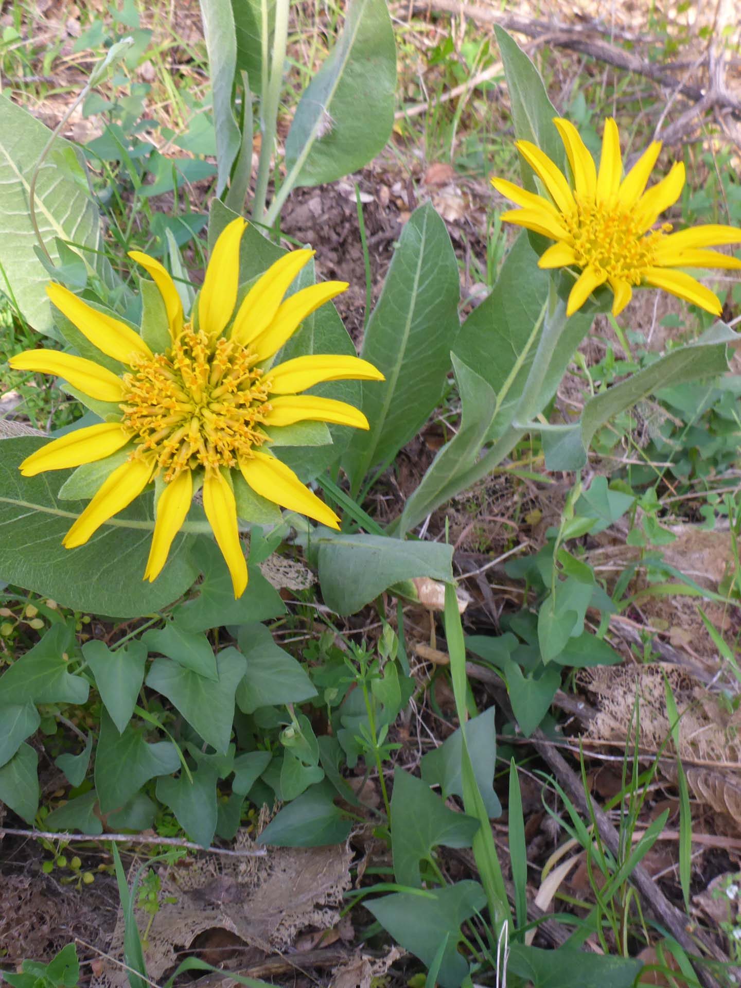 Gray mule's-ear. D. Burk.