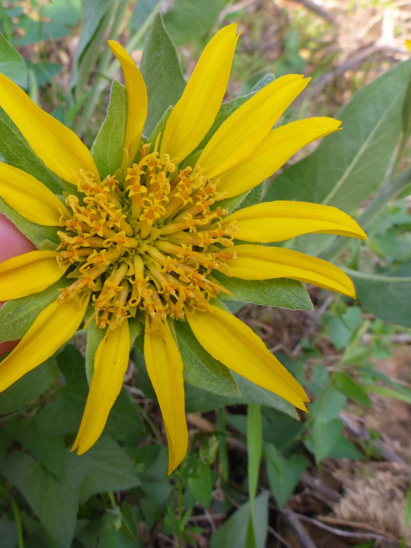 Gray mule's-ear closer shot. D. Burk.