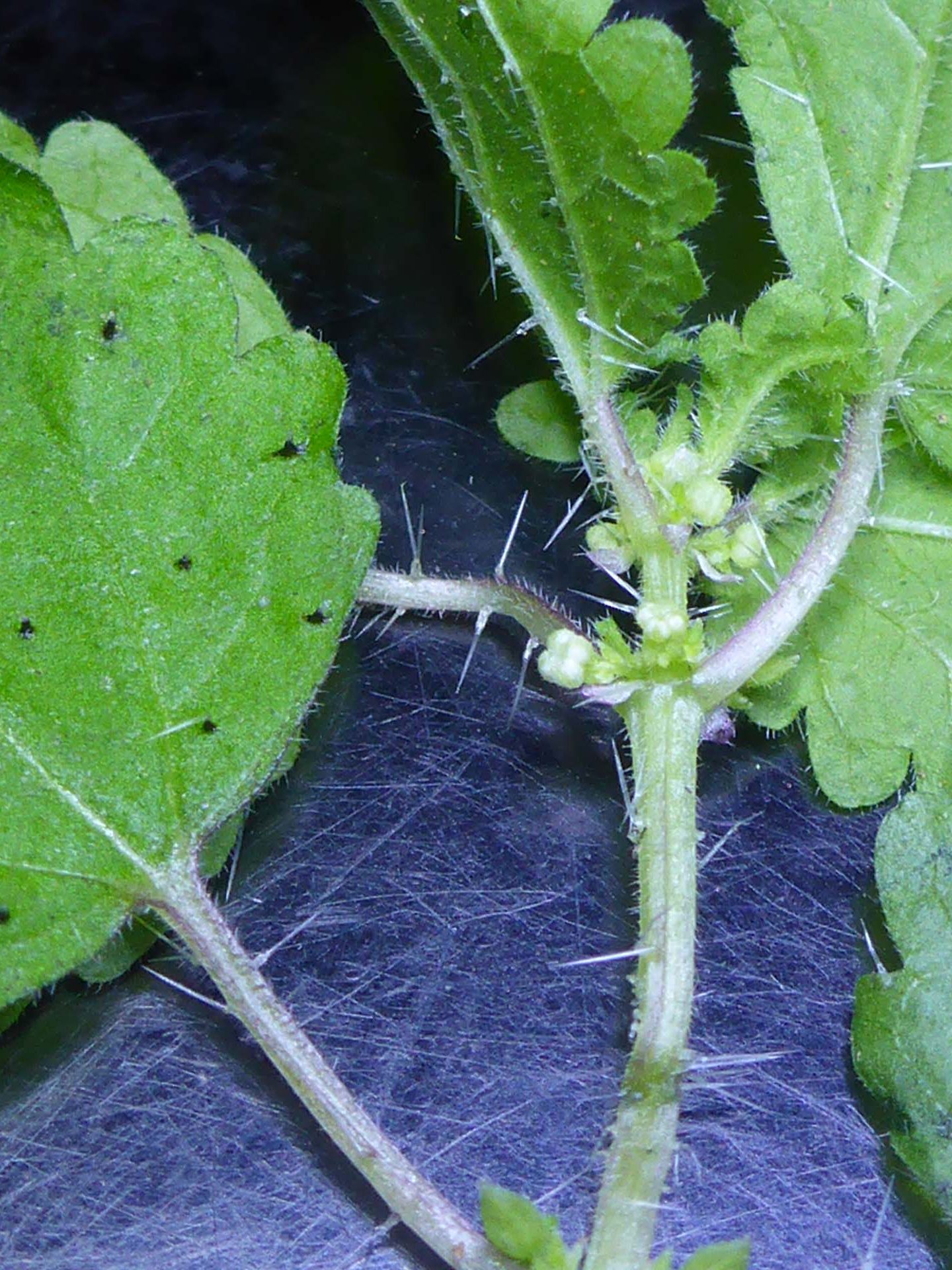 Western stinging nettle close-up. D. Burk.