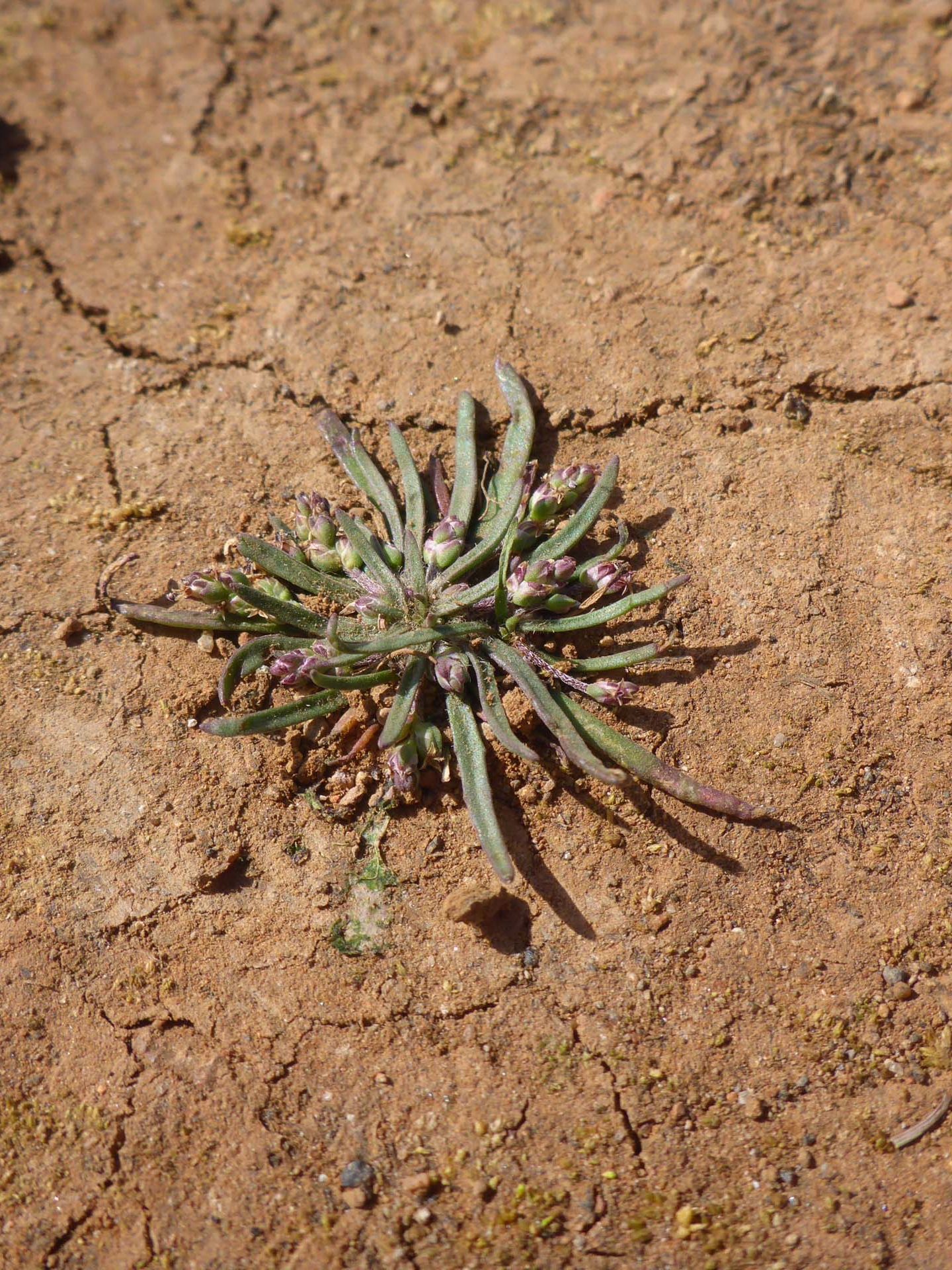 Elongate plantain. D. Burk.