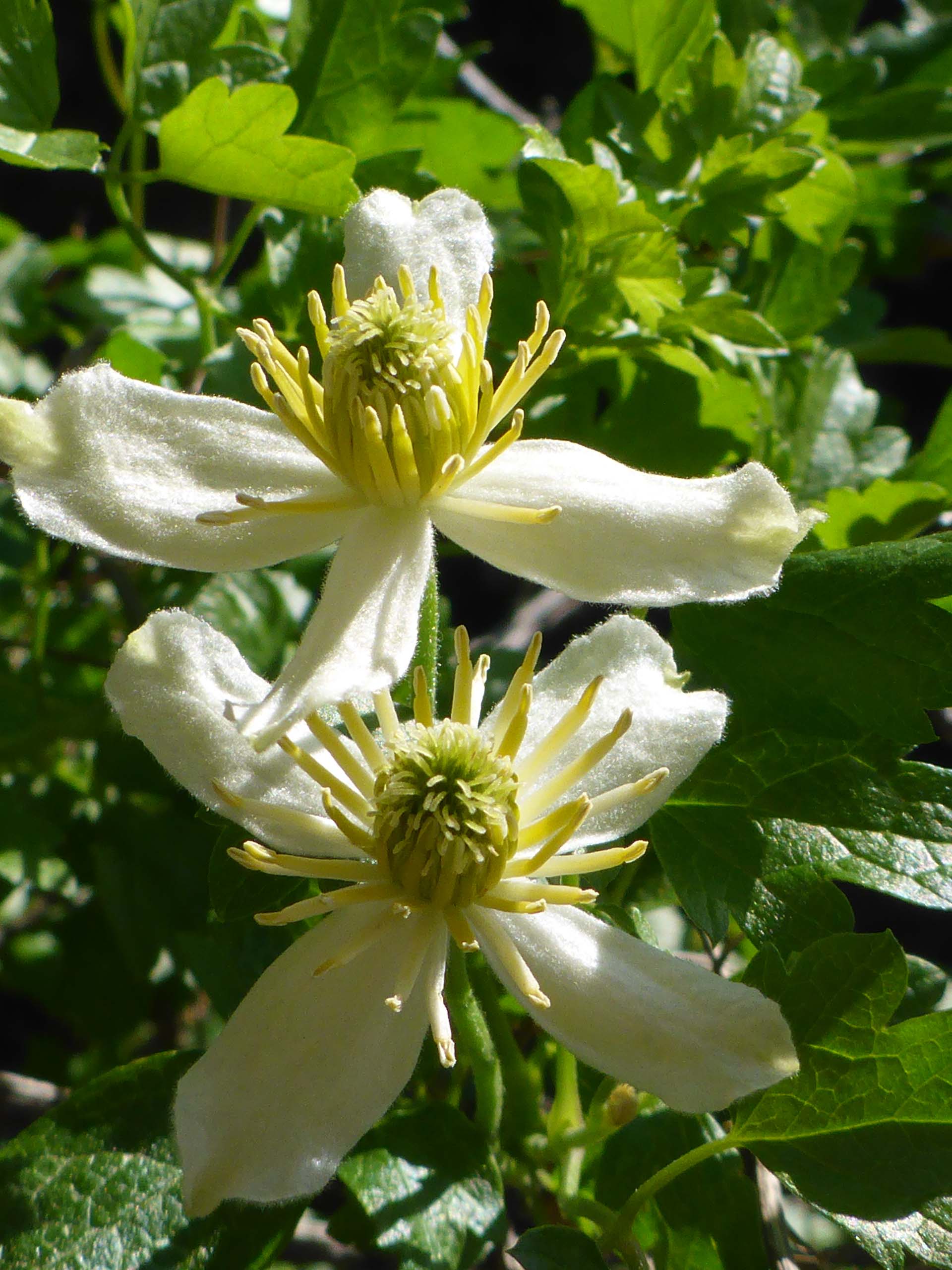 Chaparral clematis. D. Burk.