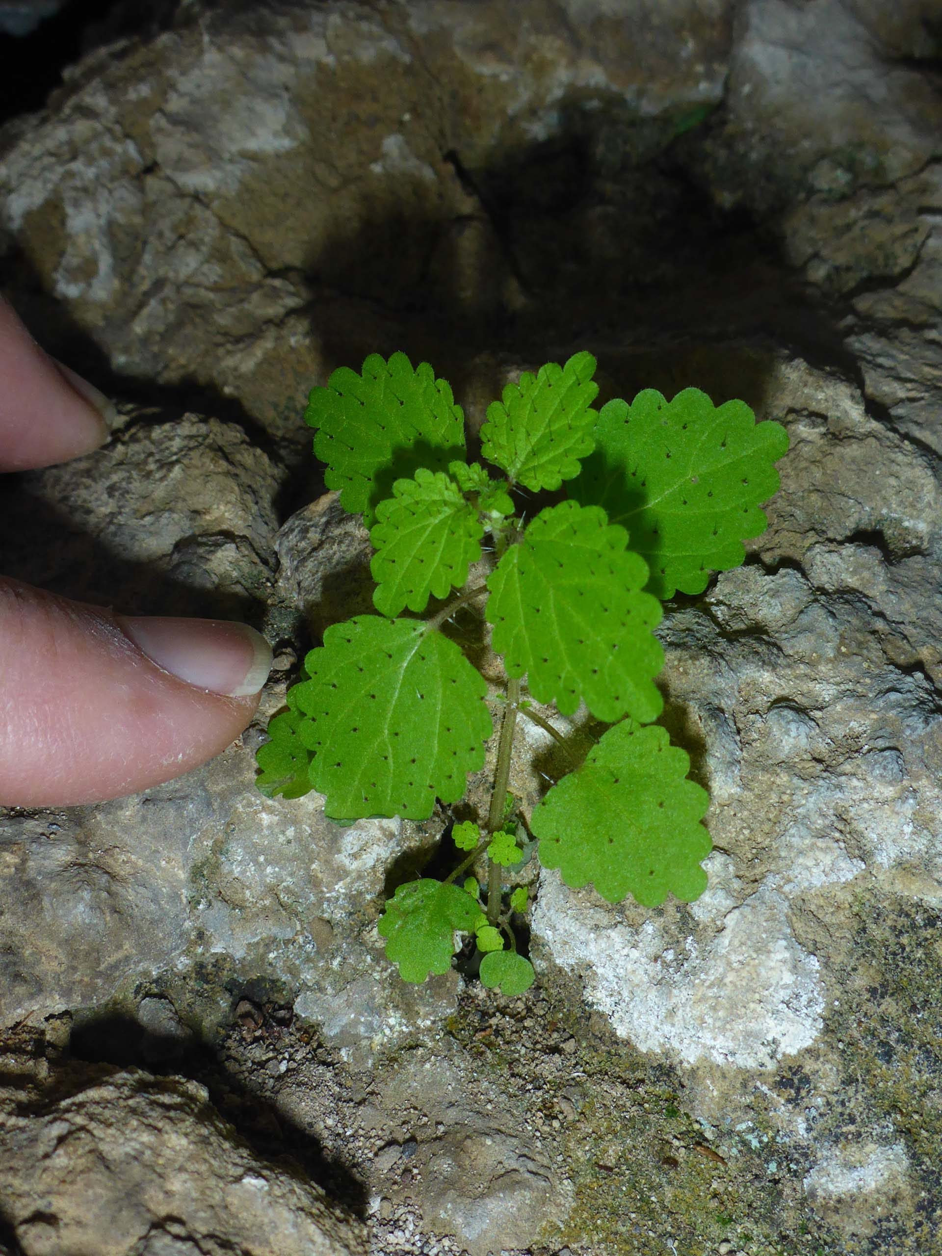 Western stinging nettle. D. Burk.