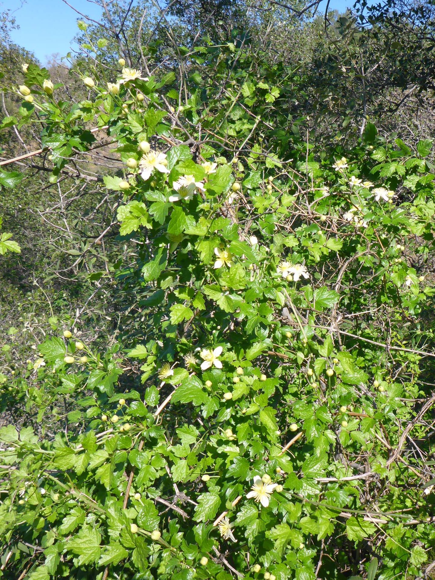 Chaparral clematis. D. Burk.