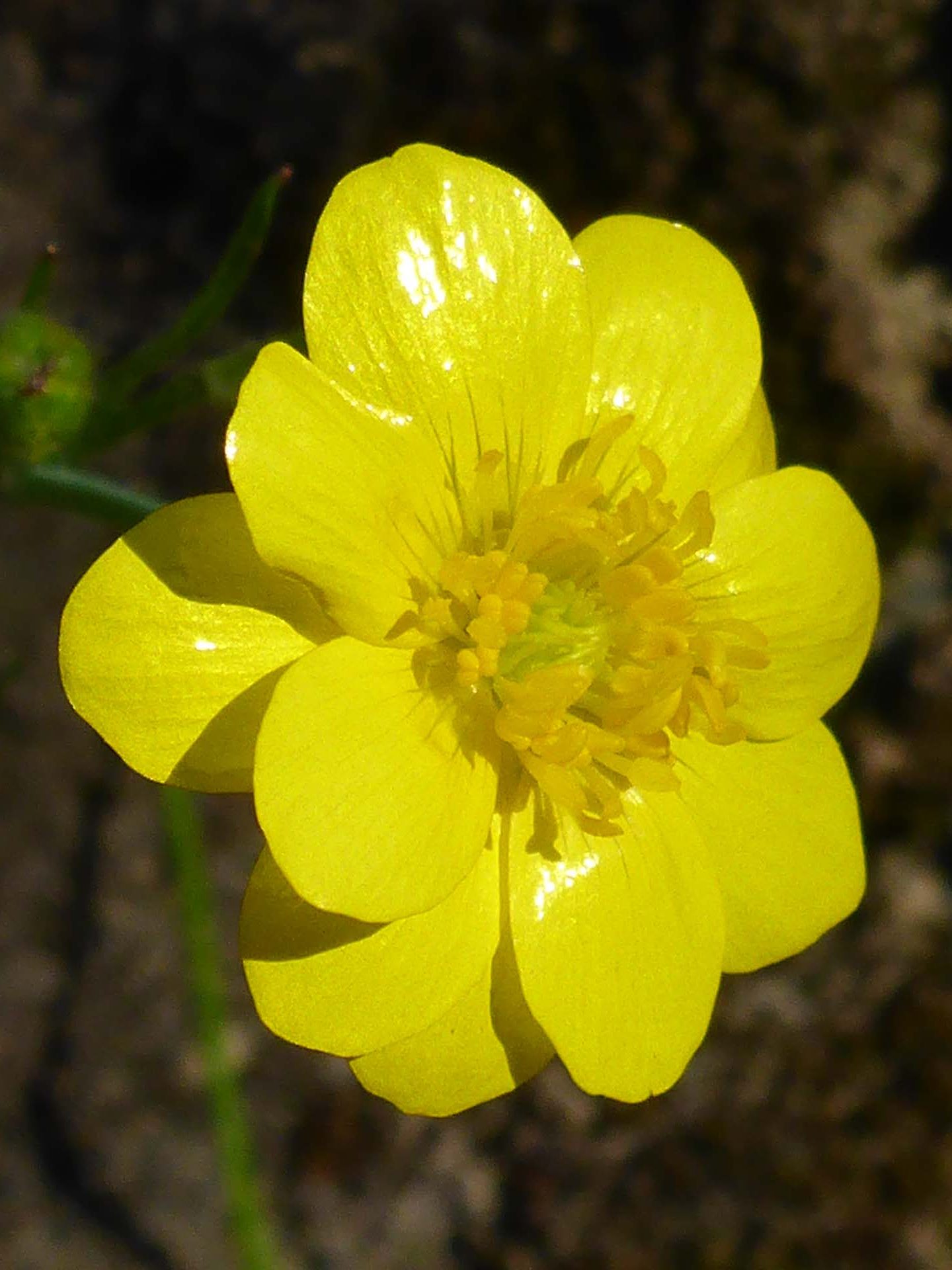 Sacramento Valley buttercup. D. Burk.