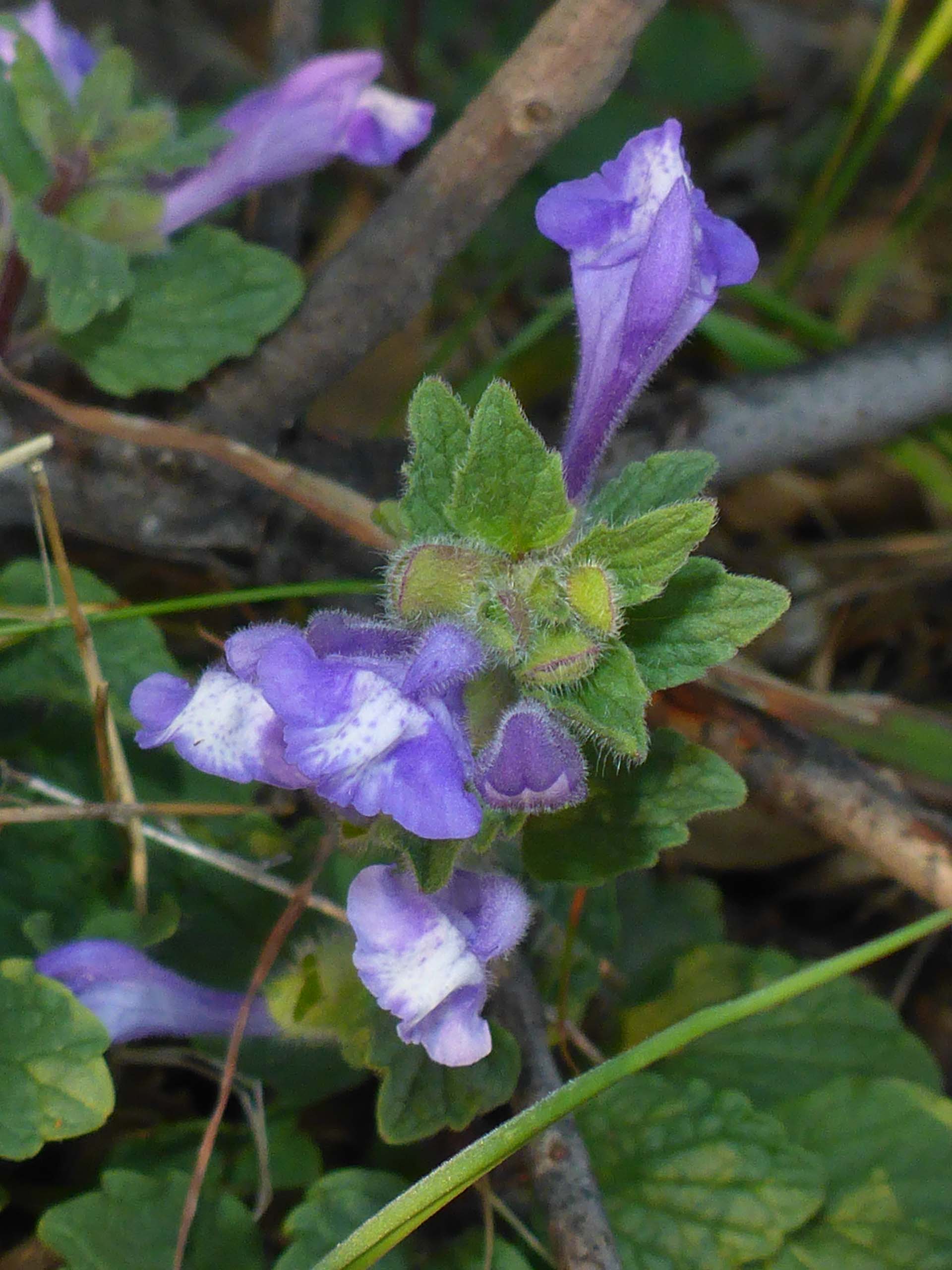 Danny's skullcap. D. Burk.