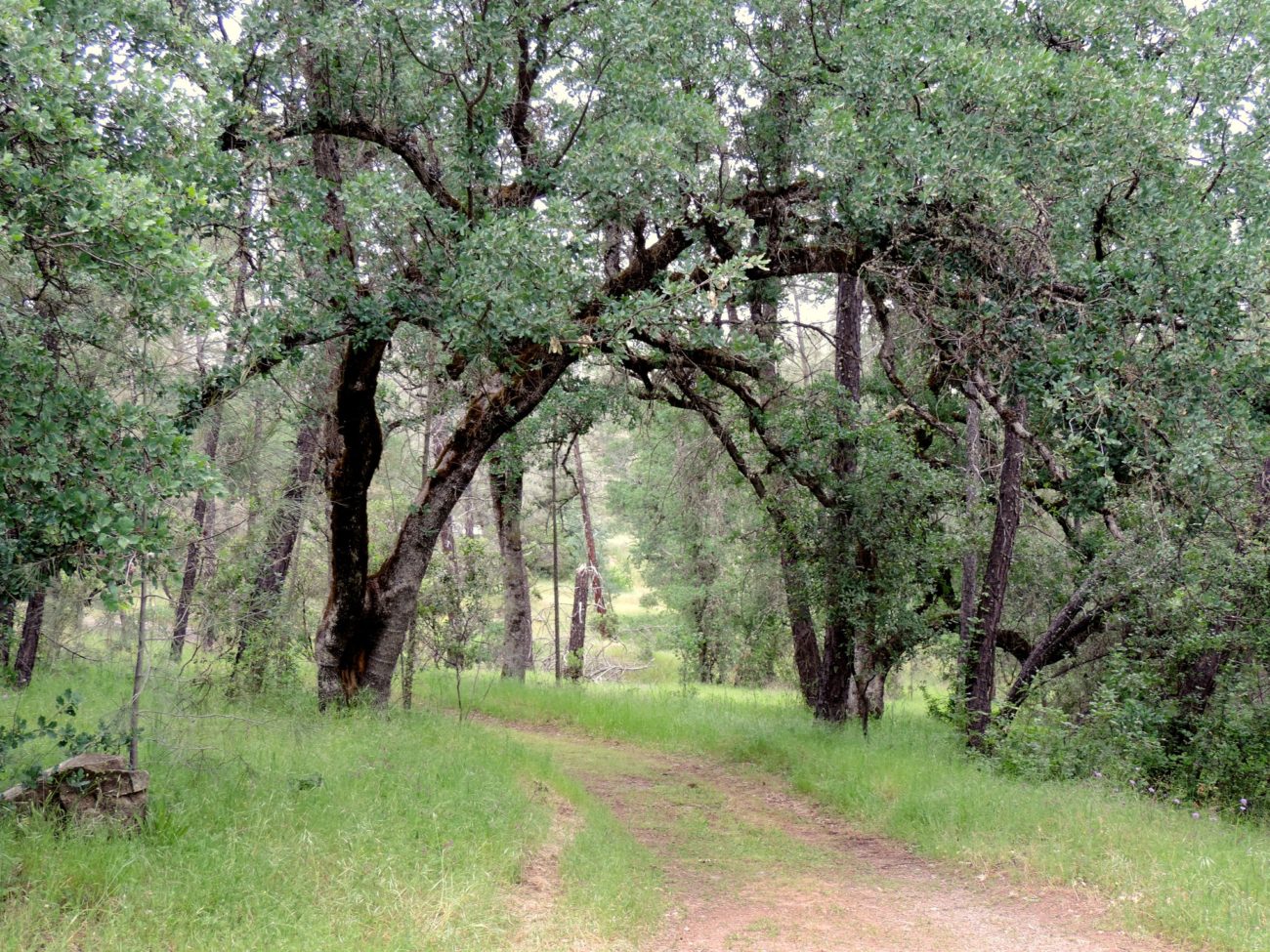 Horsetown-Clear Creek Preserve. HCCP>