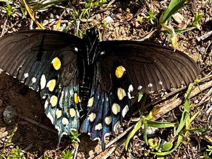 Pipevine swallowtail. HCCP.