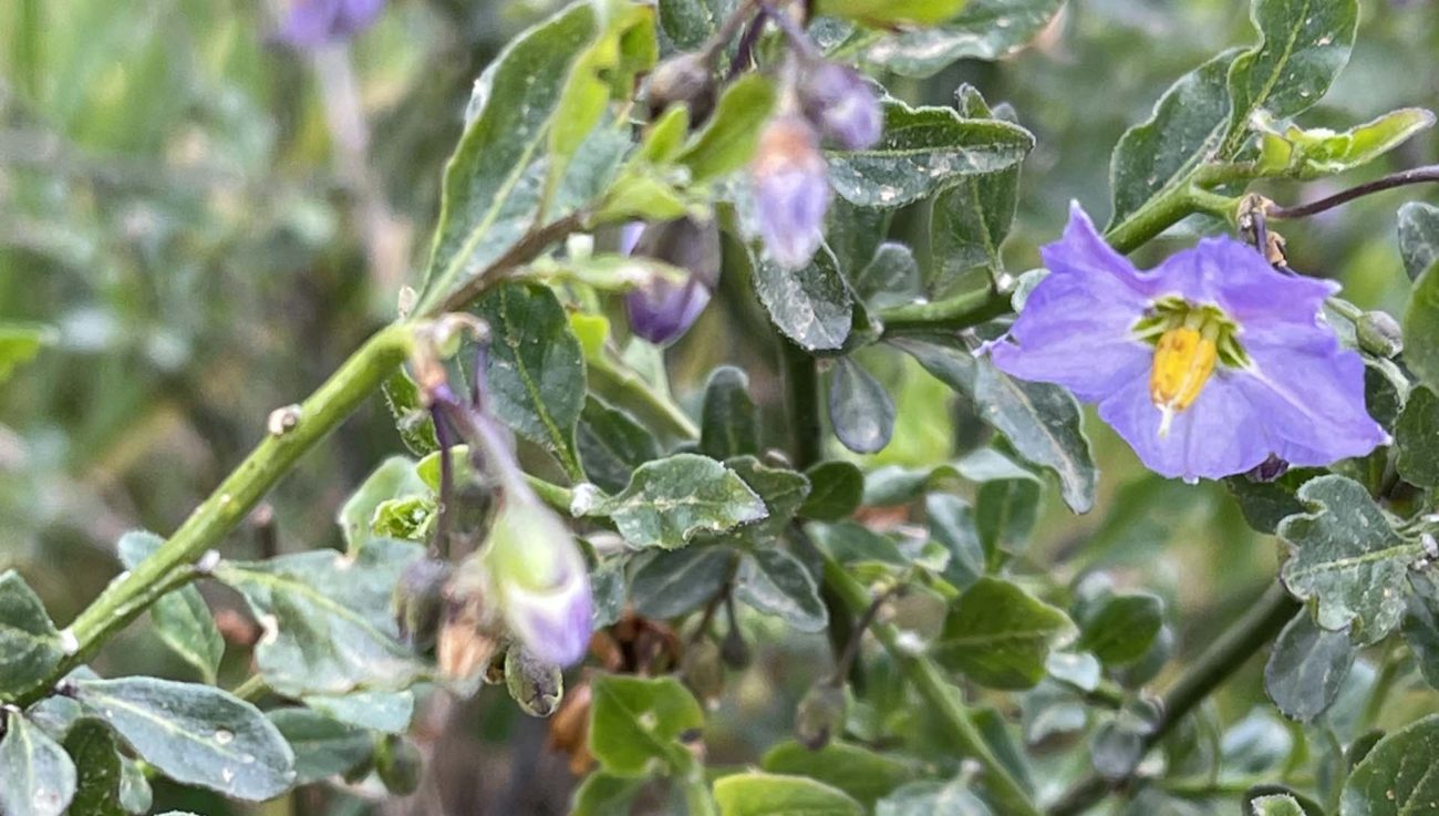 Chaparral nightshade. C. Harvey.