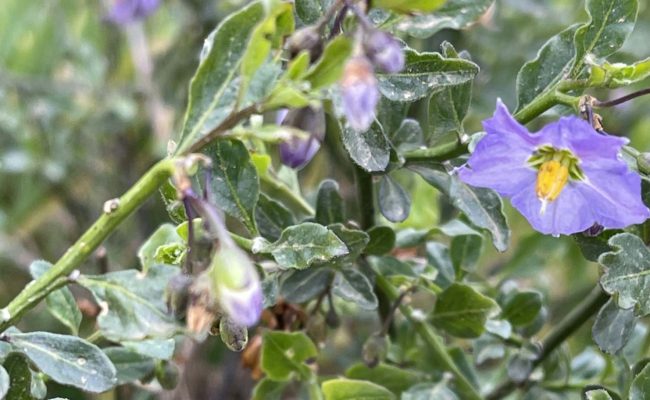 Chaparral nightshade. C. Harvey.