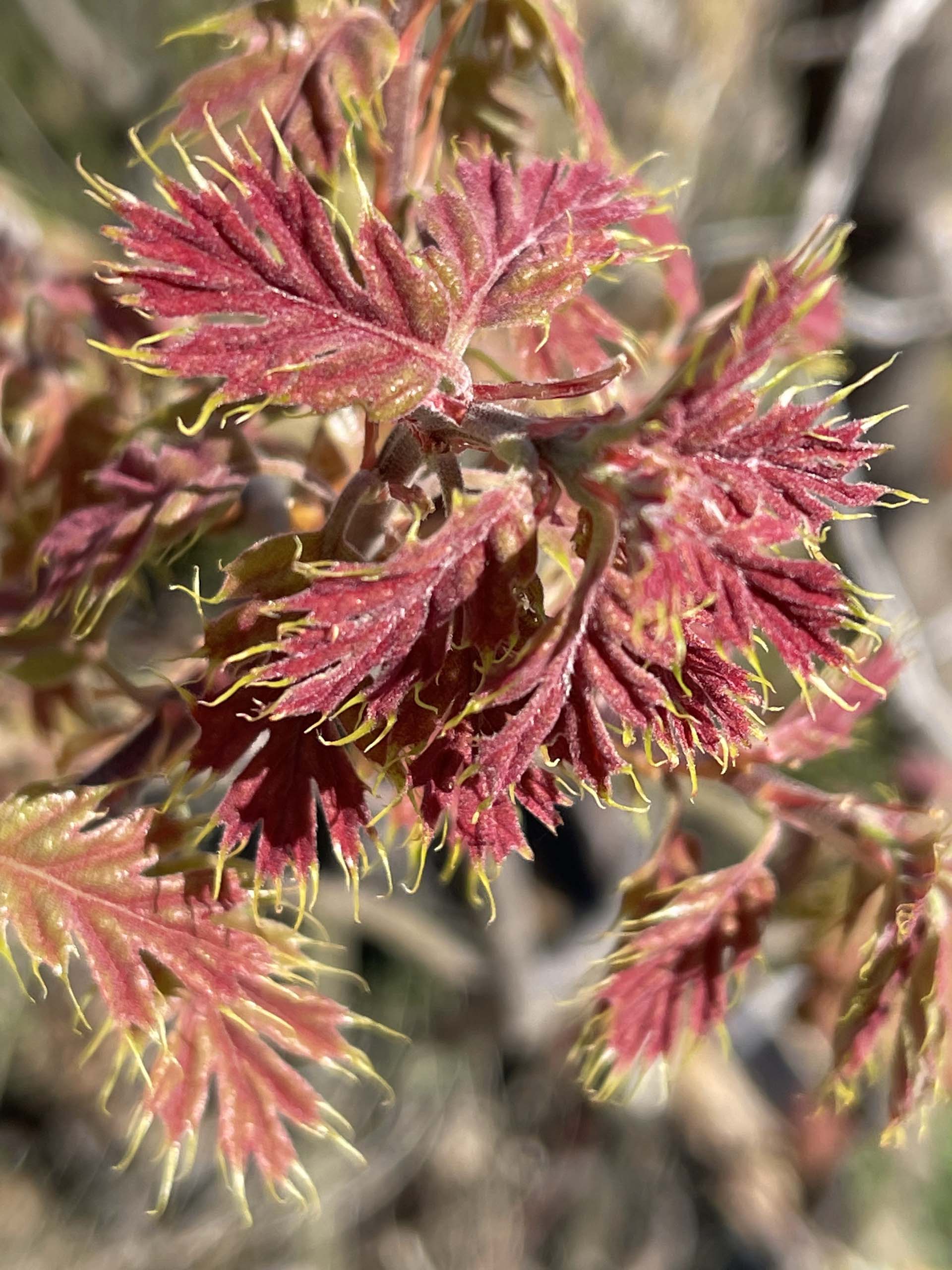 Black oak new leaves. C. Harvey.