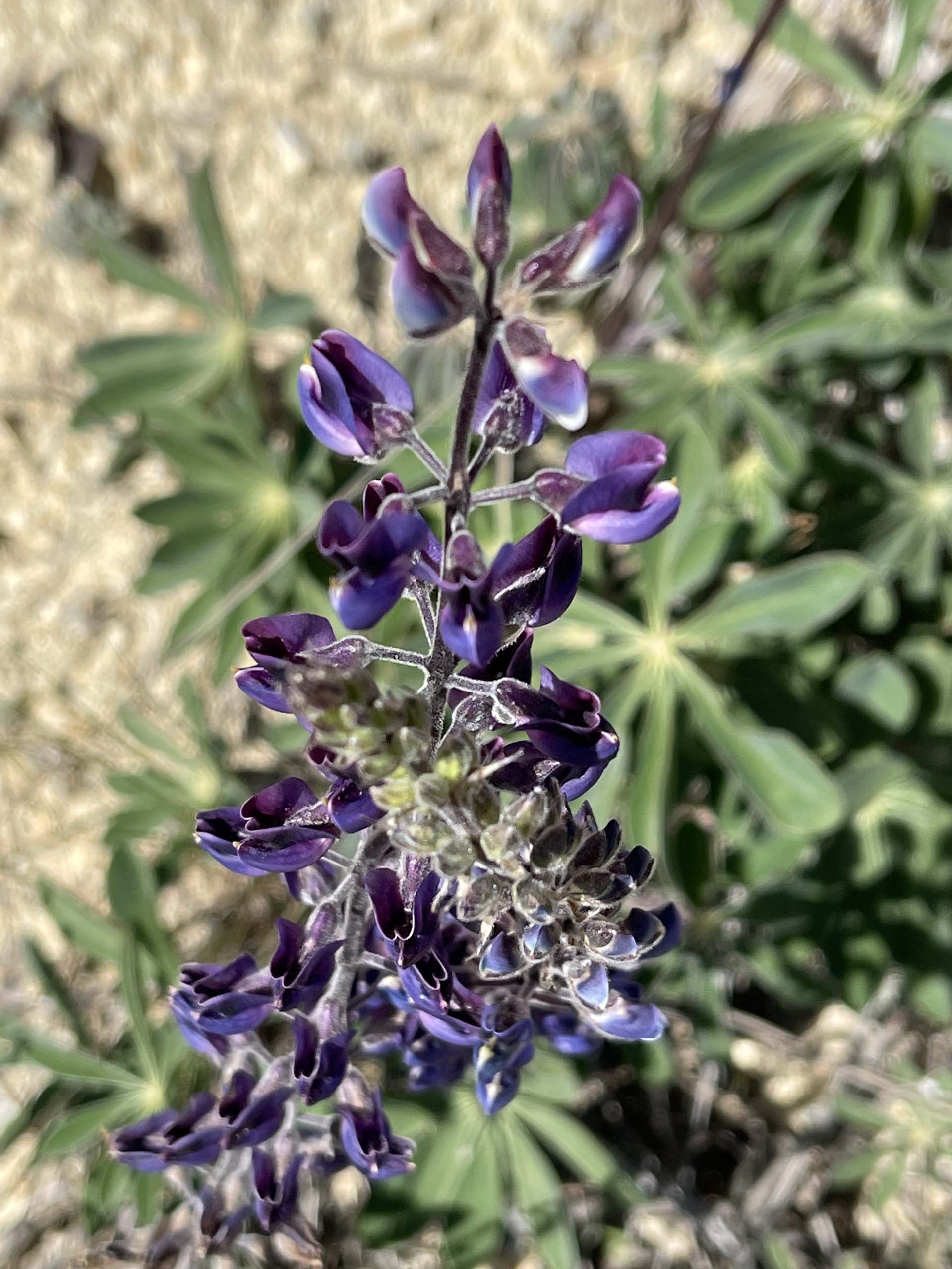 Broadleaf lupine. C. Harvey.