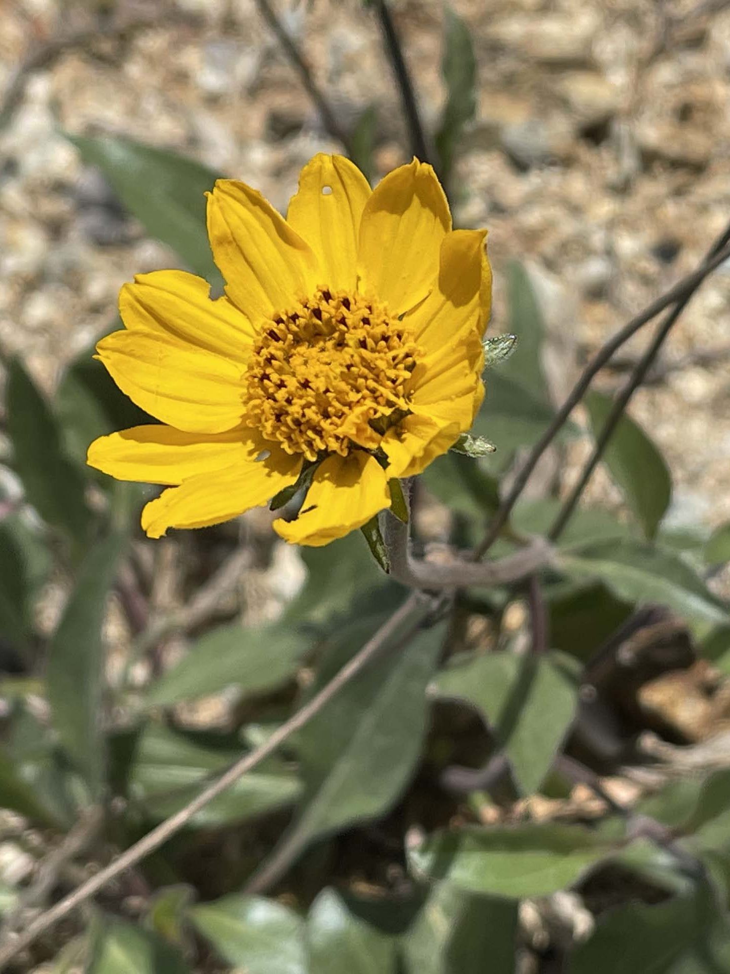 California helianthella. C. Harvey.