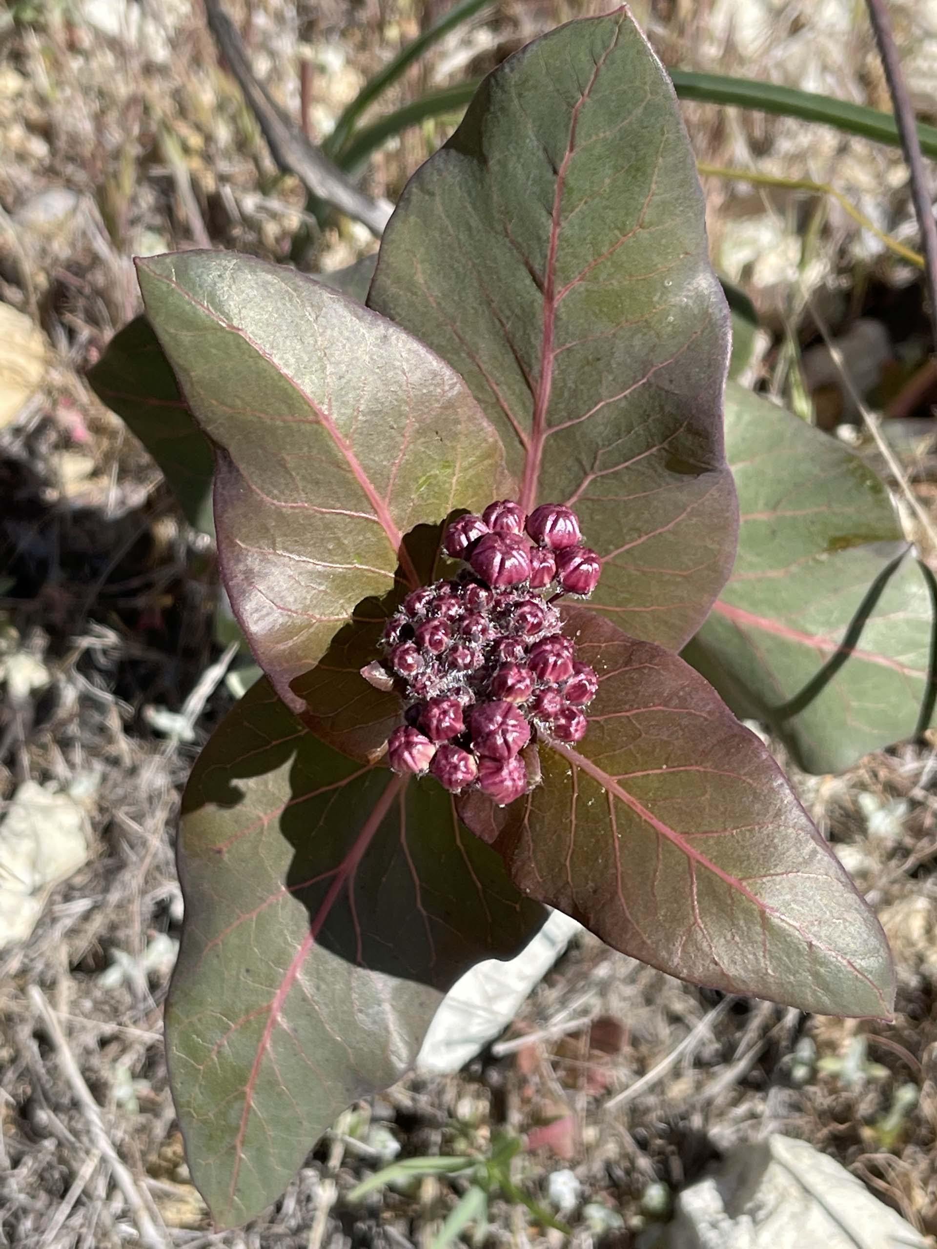 Purple milkweed. C. Harvey.